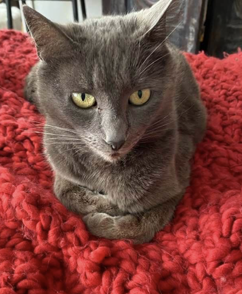 Image of layla, Lost Cat