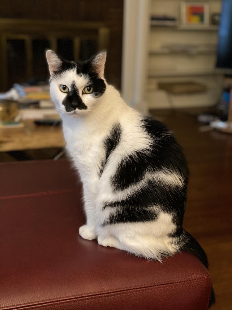 Image of KitKit, Lost Cat