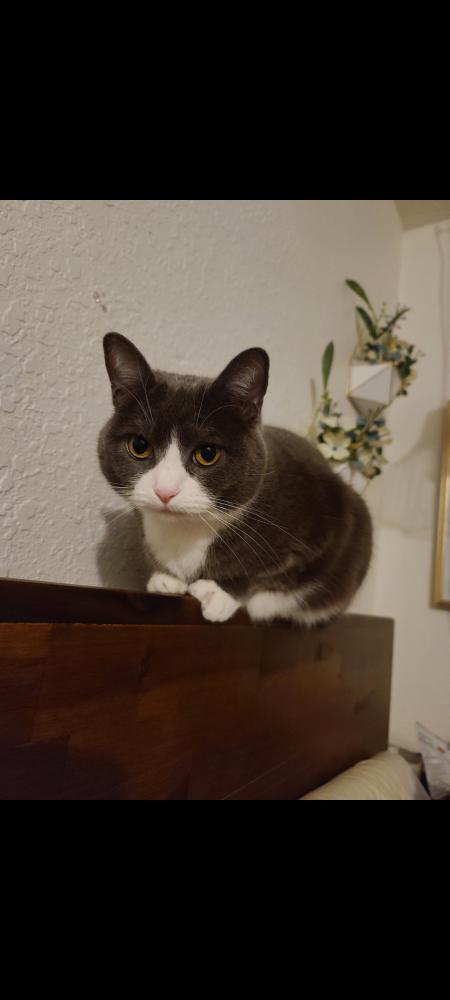 Image of Brooke, Lost Cat