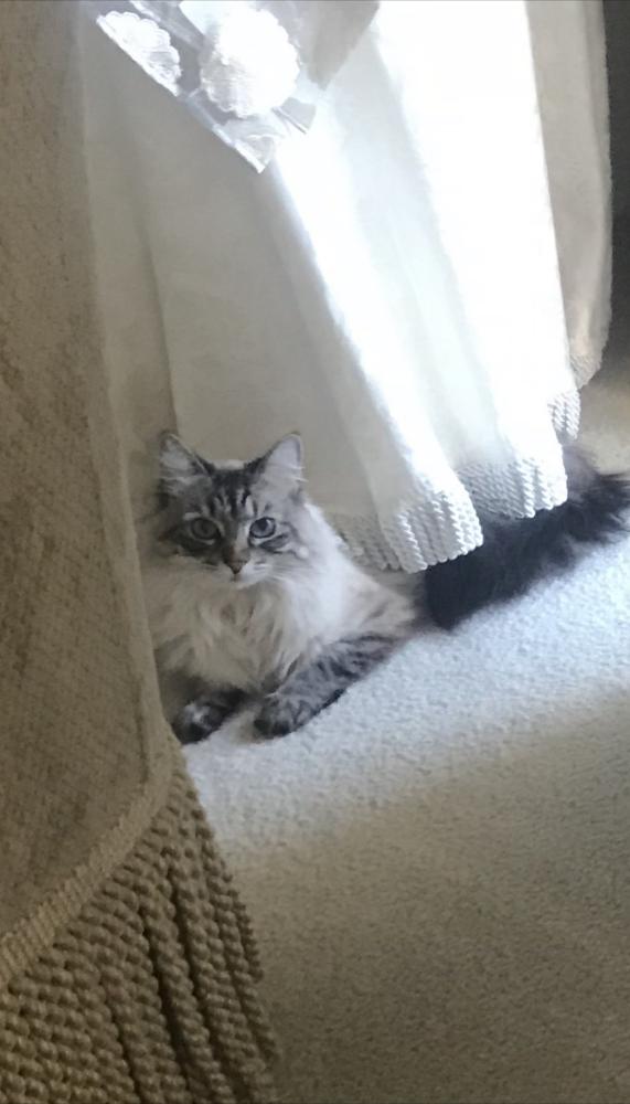Image of Tiffany, Lost Cat