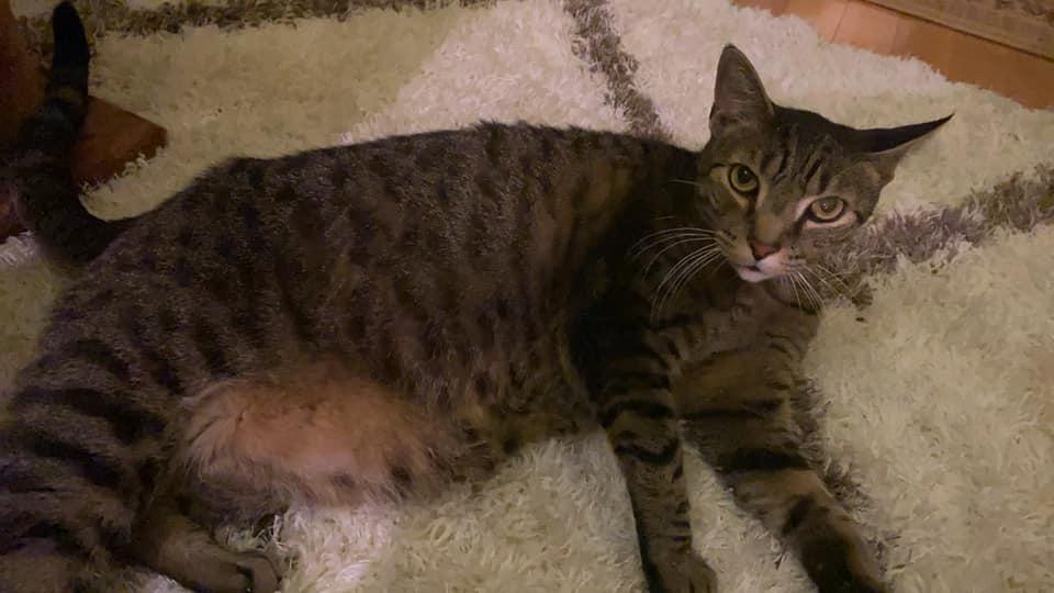 Image of Remy, Lost Cat