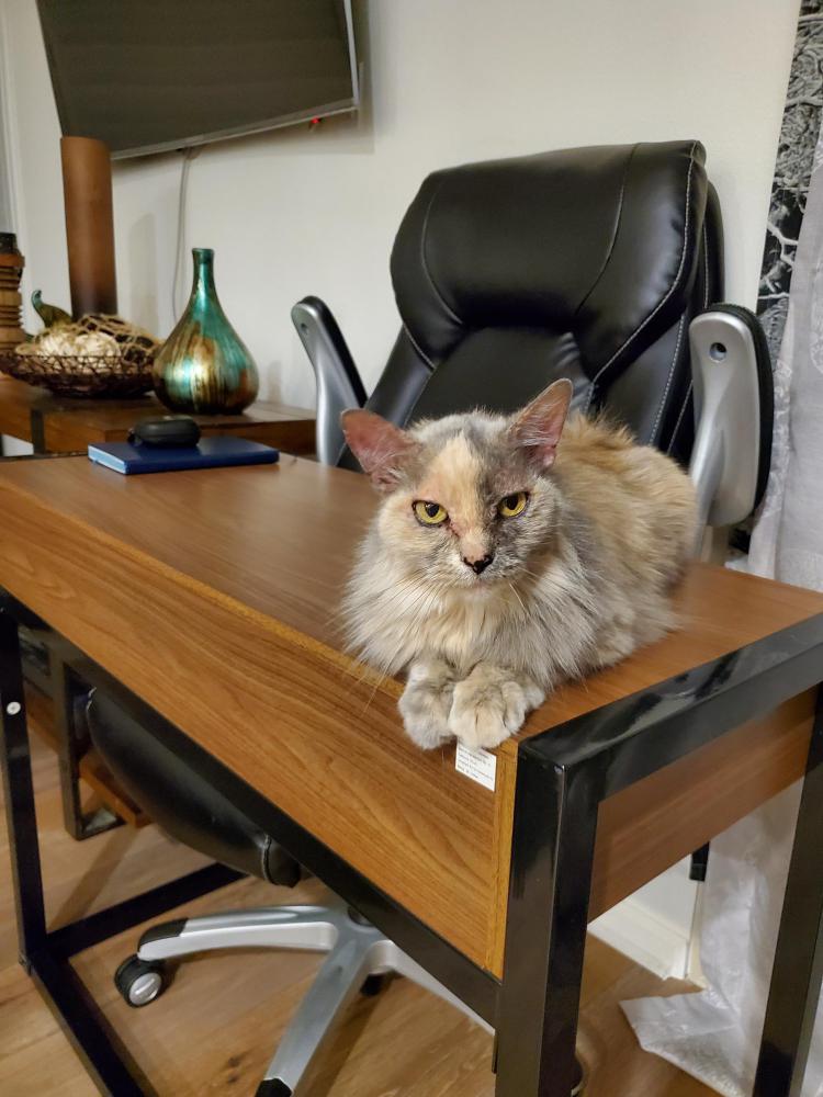 Image of Catdaughter, Lost Cat