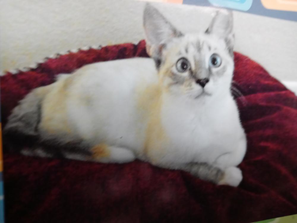 Image of Mitsy, Lost Cat