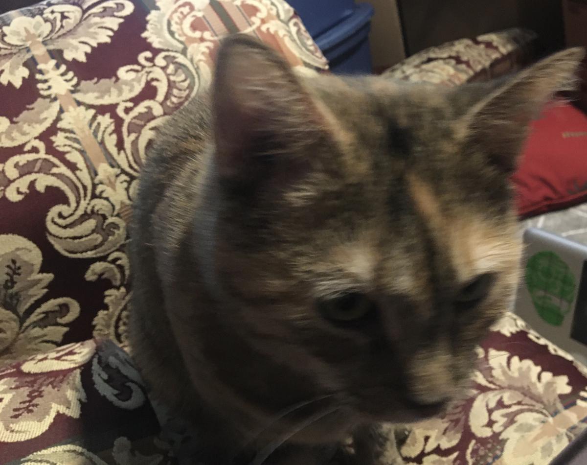 Image of Simone, Lost Cat