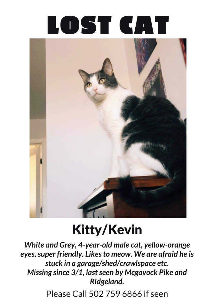 Image of Kevin or Kitty, Lost Cat