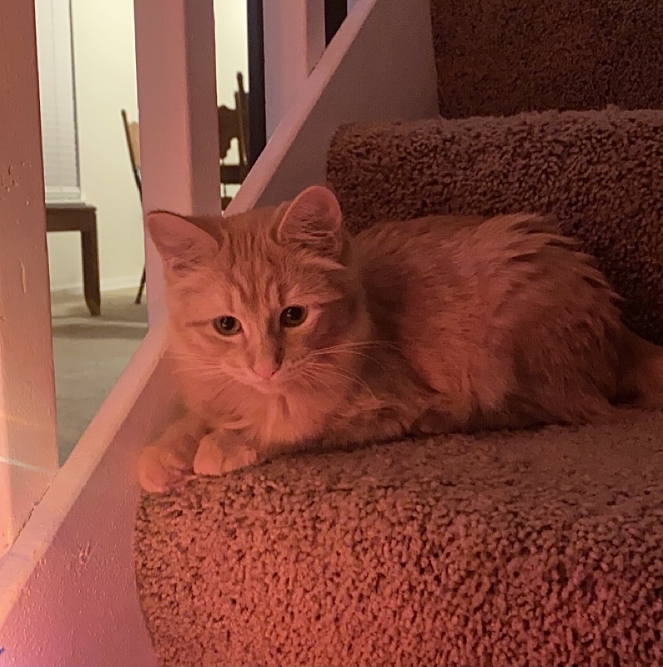 Image of Cheezit, Lost Cat