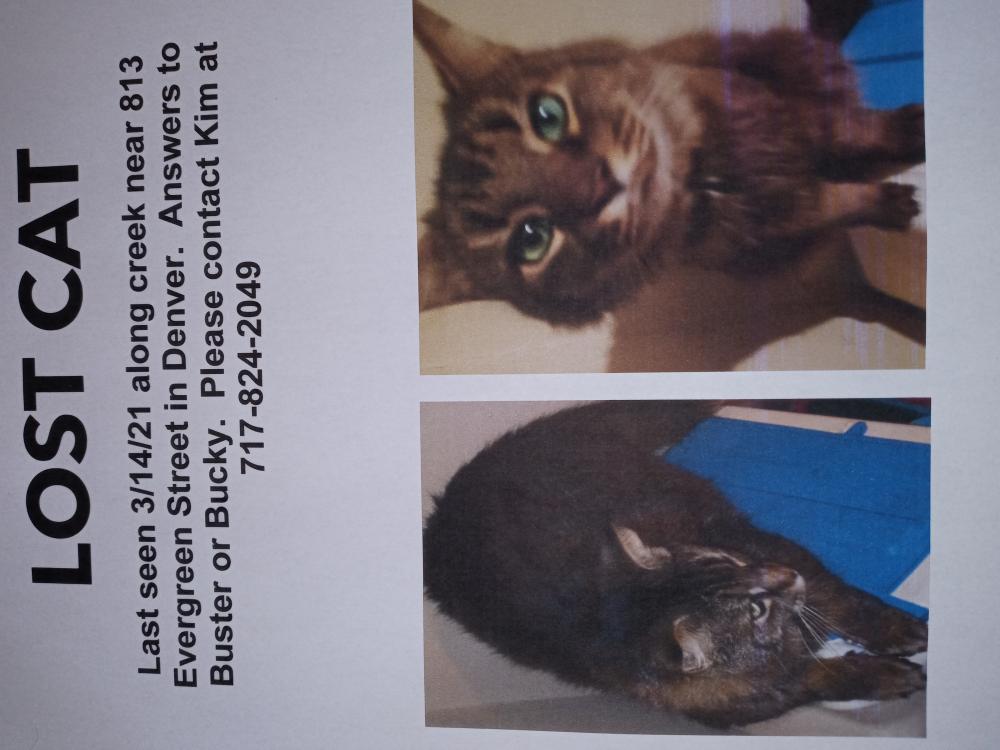 Image of Buster or Bucky, Lost Cat