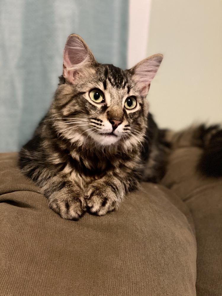 Image of Virgil, Lost Cat