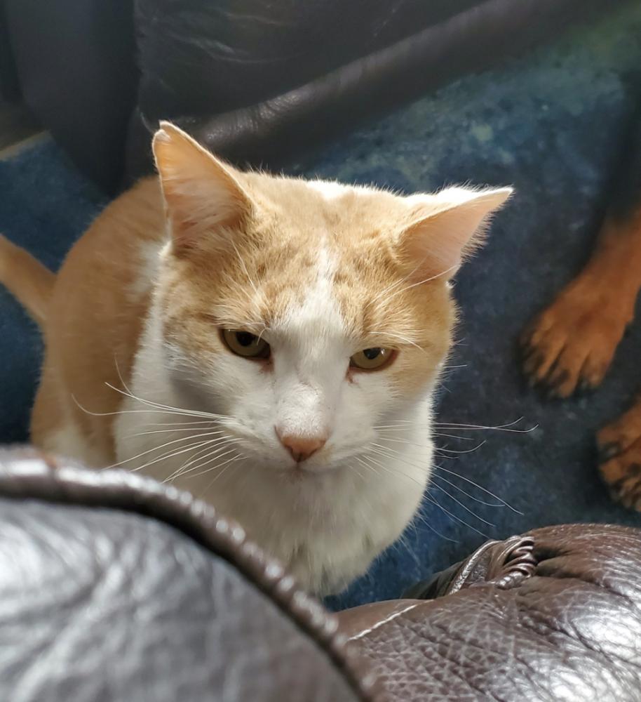 Image of Simon, Lost Cat