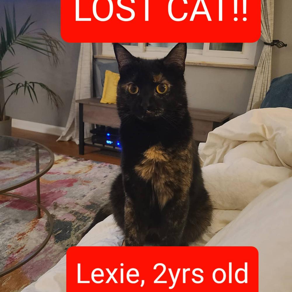 Image of Lexie, Lost Cat