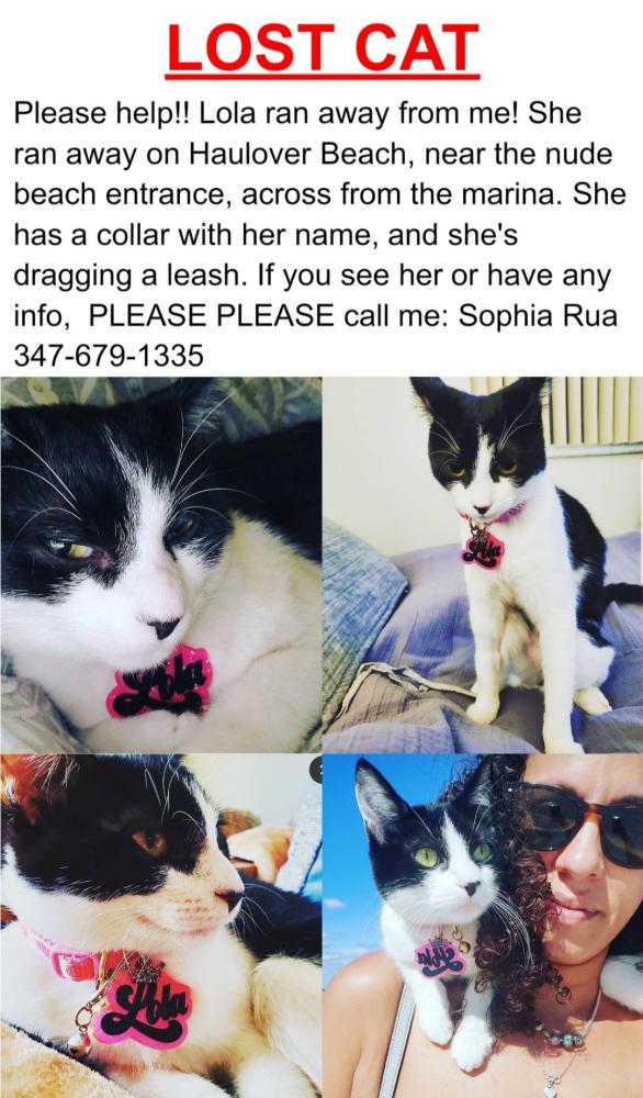 Image of Lola Flores, Lost Cat