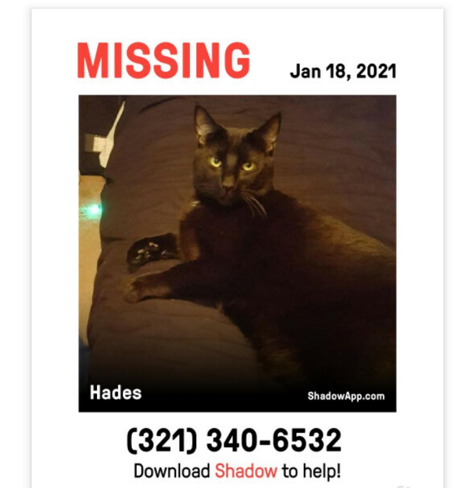 Image of Hades, Lost Cat
