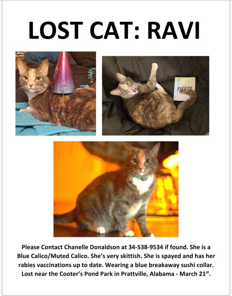 Image of Ravi, Lost Cat