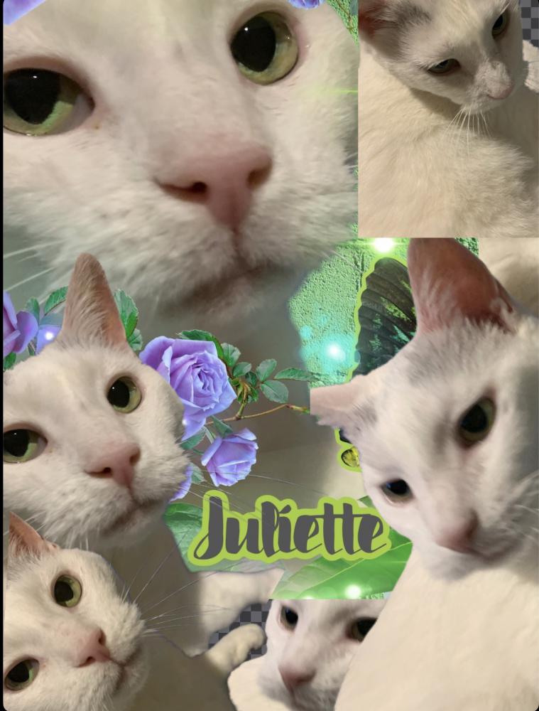 Image of JULIETTE, Lost Cat