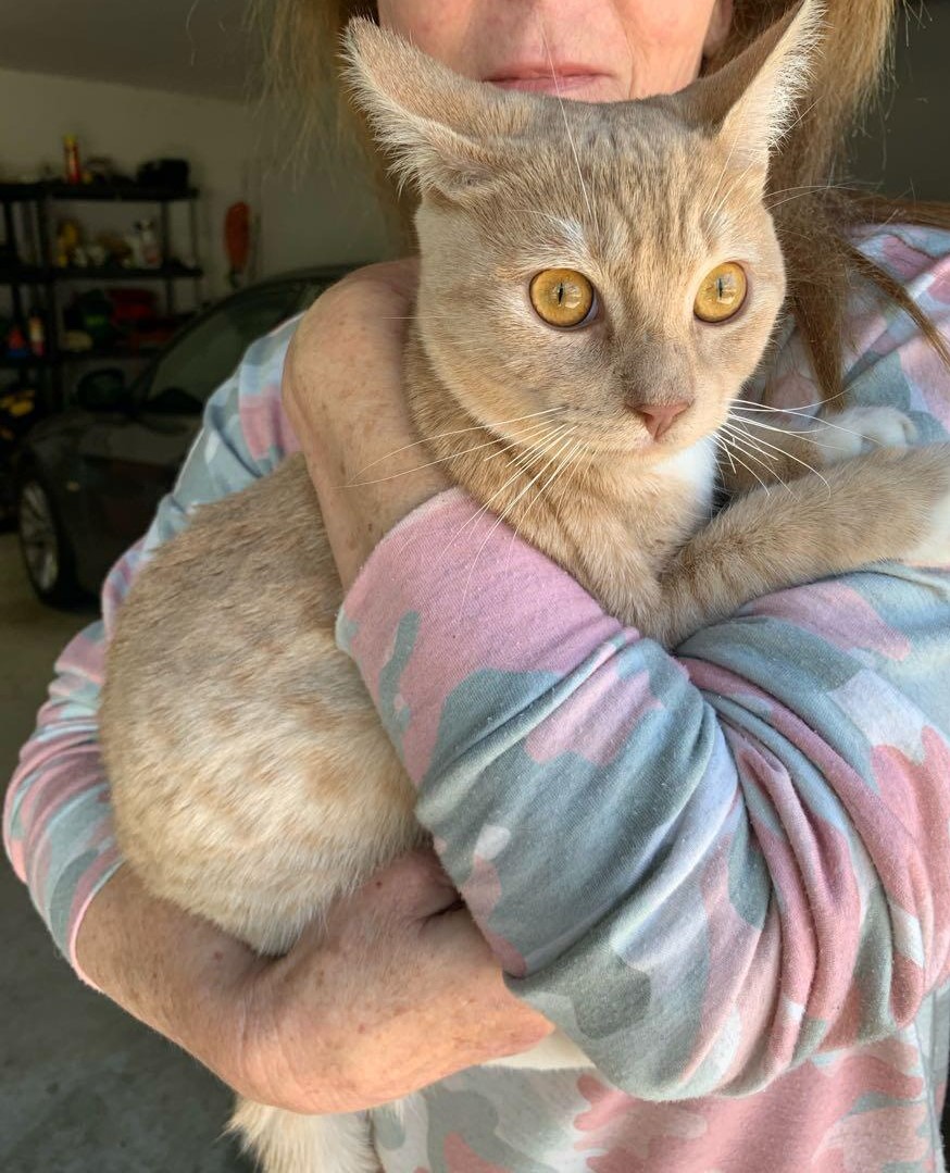 Image of unknown orange eyes, Found Cat