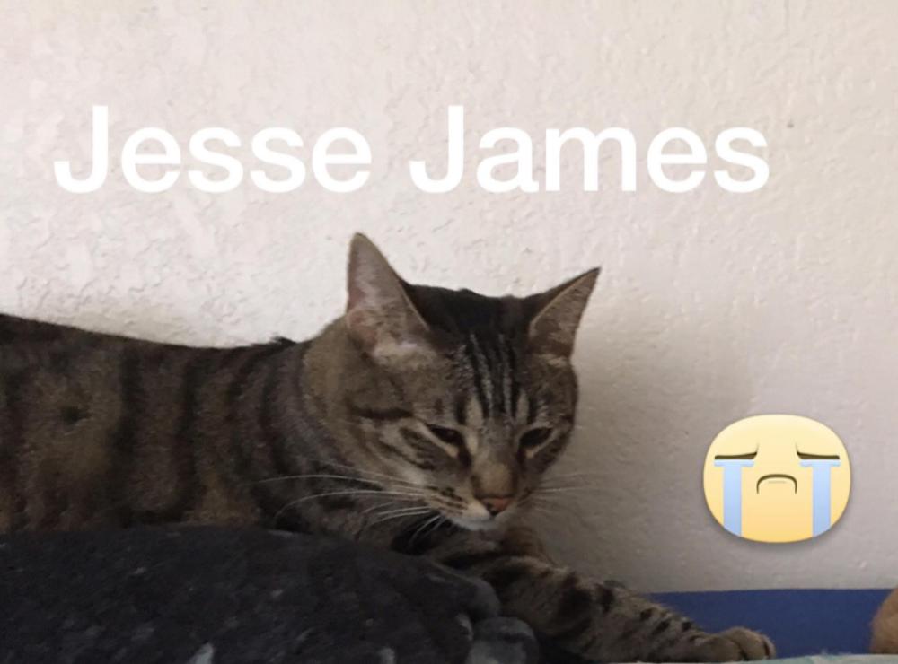 Image of Jesse, Lost Cat