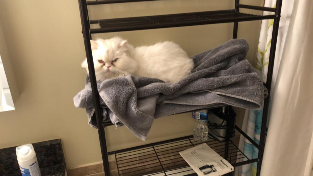Image of Bella white Persian, Lost Cat
