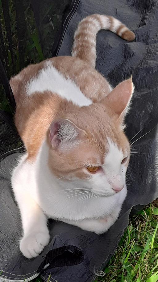 Image of Sacha, Lost Cat