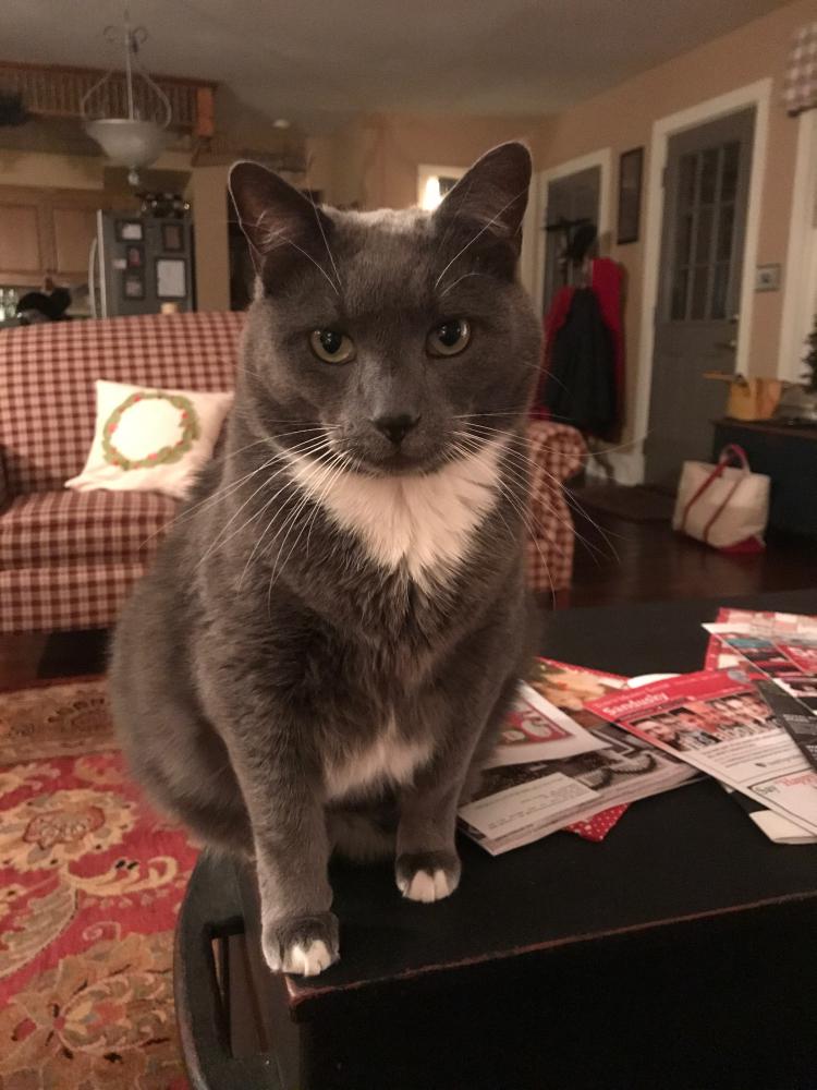 Image of Harry, Lost Cat