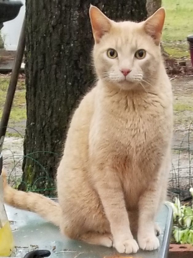 Image of Leonard, Lost Cat