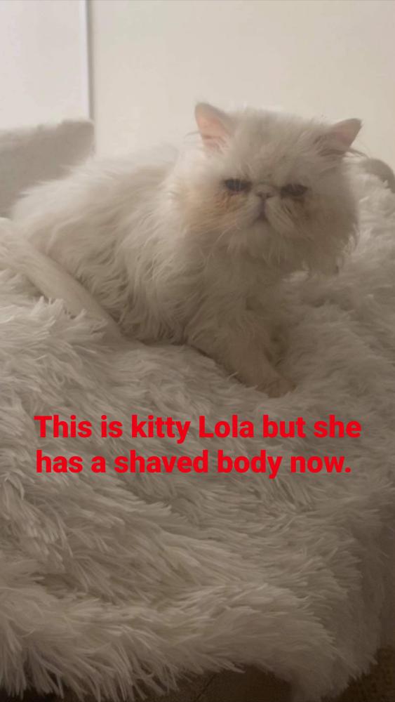 Image of Kitty Lola, Lost Cat