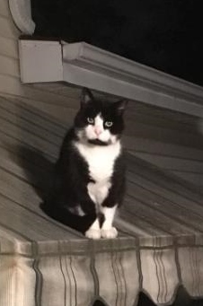 Image of Burt (Burlington), Lost Cat