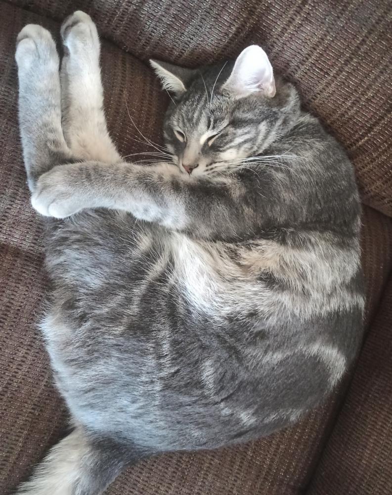 Image of Plagg, Lost Cat