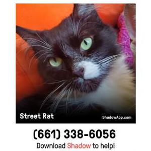 Lost Cat Street Rat
