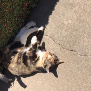 Found Cat Unknown young calico