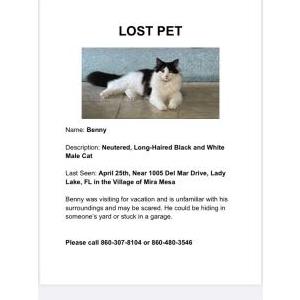 Lost Cat Benny