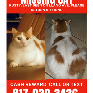 Lost Cat Rusty