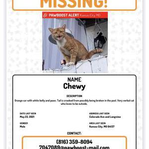 Lost Cat Chewy