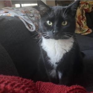Lost Cat Bowie