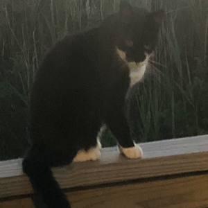 Lost Cat Lacey