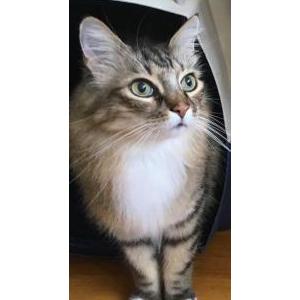 2nd Image of Newton, Lost Cat