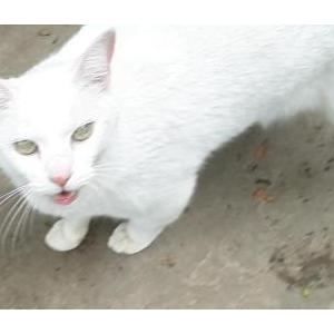 2nd Image of Casper (catburger), Lost Cat