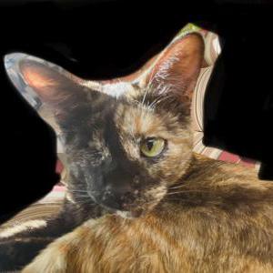 2nd Image of Papaya, Lost Cat