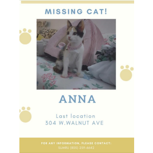 Lost Cat Anna