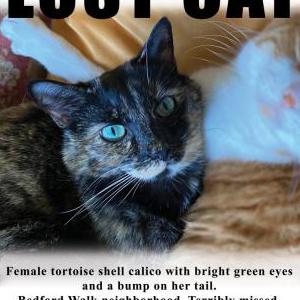 Lost Cat Cali