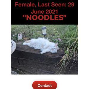 Lost Cat Noodle