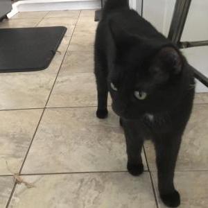 Lost Cat Donnie