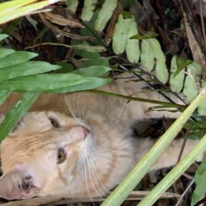 Lost Cat Kovu