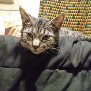 Lost Cat Reefer O'Malley