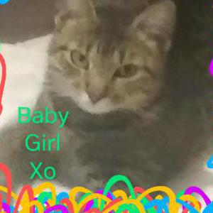 Lost Cat Babygirl