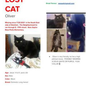 Lost Cat Oliver