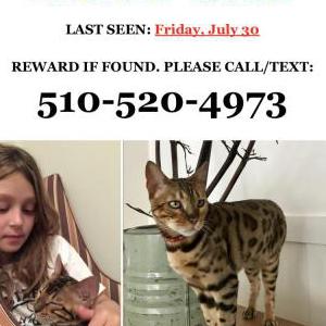 2nd Image of Hortus, Lost Cat