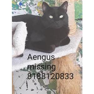 Lost Cat Aengus