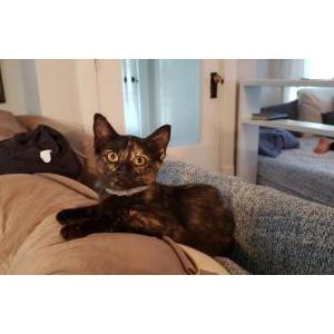 2nd Image of Esther, Lost Cat