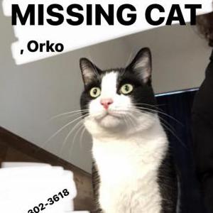 Lost Cat Orko