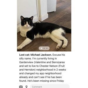 Lost Cat Michael Jackson